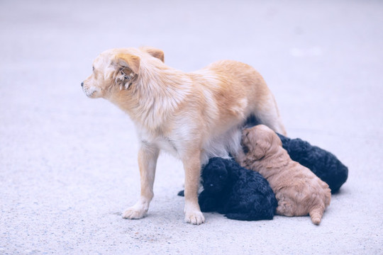 狗狗