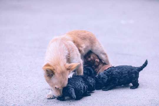 狗狗