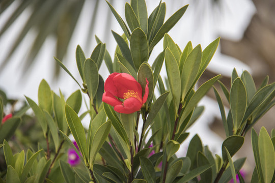 山茶花