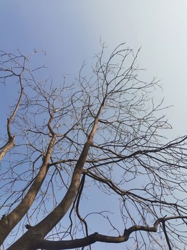 冬天落光葉子的樹枝
