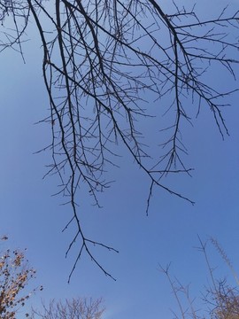 冬天落光葉子的樹枝