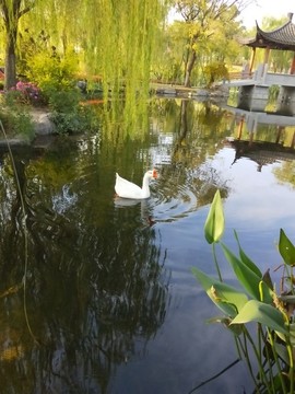 湖