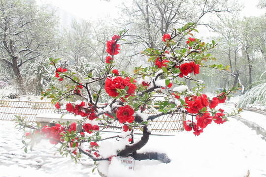 雪中海棠花攝影照片