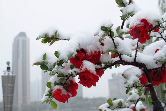雪中海棠花攝影照片
