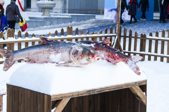 胖頭魚