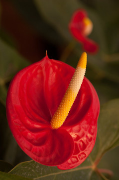 花燭