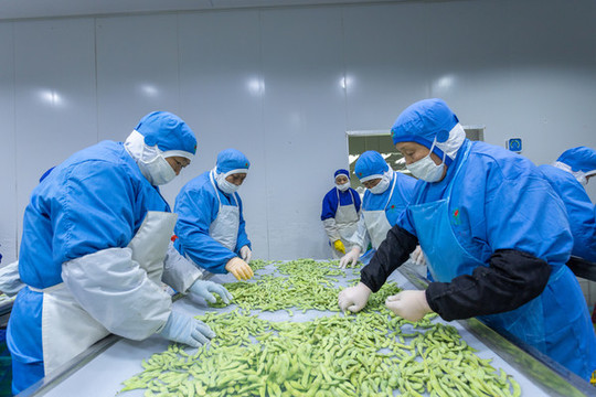 疏菜加工流水線