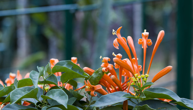 鞭炮花