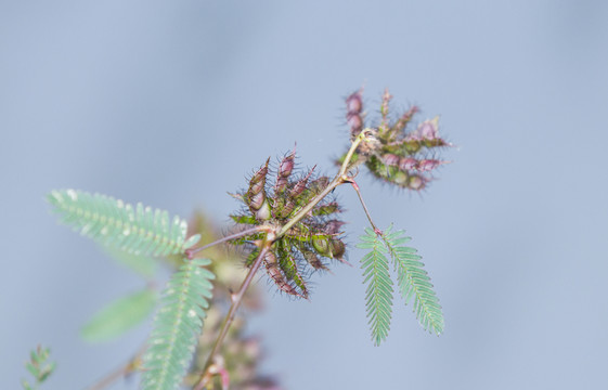 含羞草種子