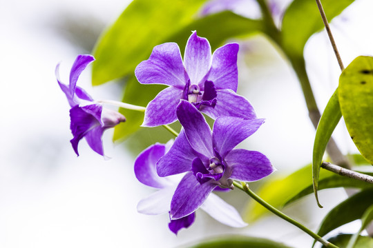蘭花