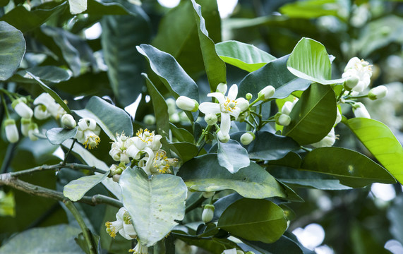 柚子花