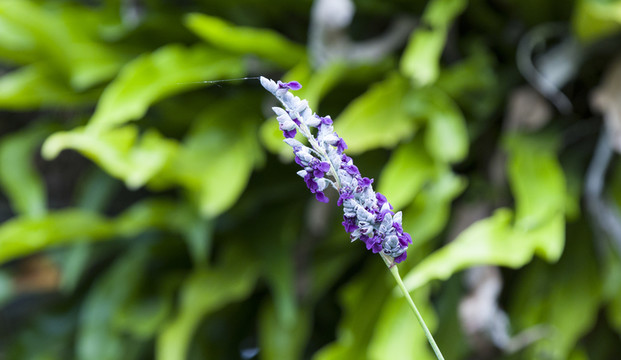 再力花