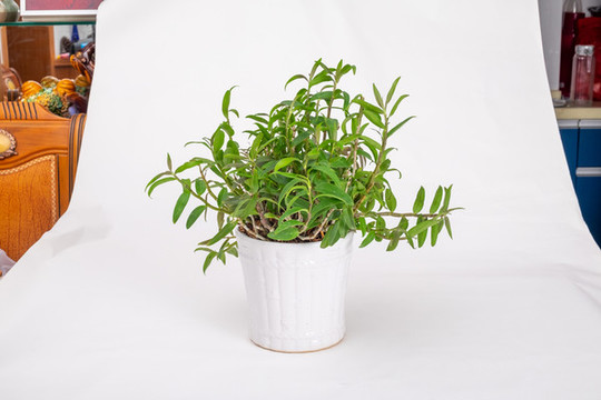 鐵皮石斛霍山石斛種植盆栽盆景