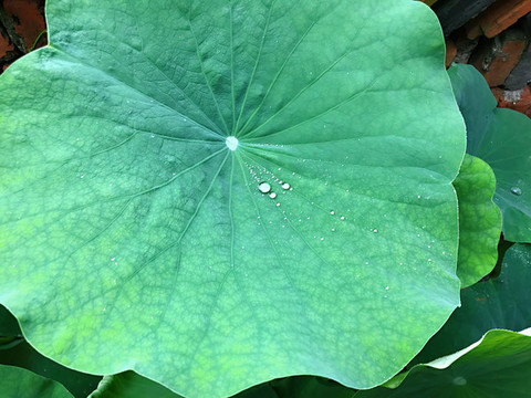 荷葉