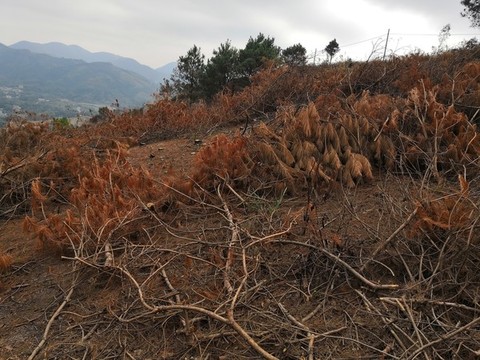 廣西欽州市小董鎮(zhèn)大叢山蘆葦草