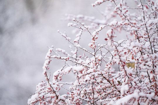 白雪與植物的枝葉