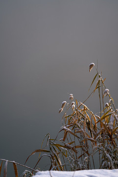 白雪與蘆葦