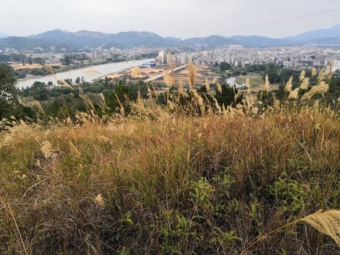 廣西欽州市小董鎮(zhèn)蘆葦草