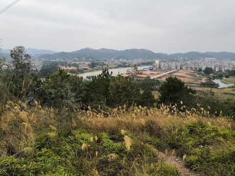 廣西欽州市小董鎮(zhèn)蘆葦草