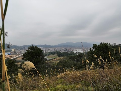 廣西欽州市小董鎮(zhèn)大叢嶺蘆葦草