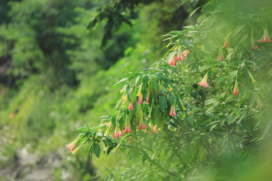 曼陀羅