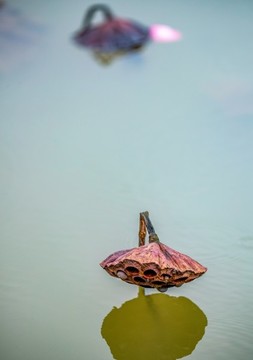留得殘荷聽(tīng)雨聲