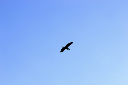 高空飛鳥