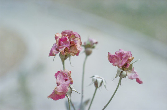 冬花