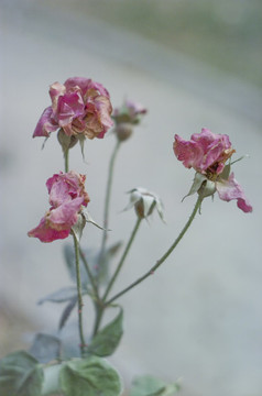 殘花