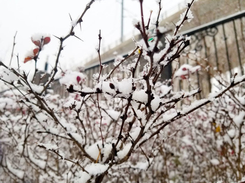 雪花