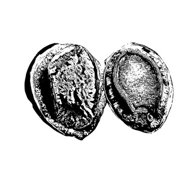 鮑魚(yú)
