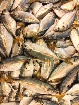 參魚(yú)