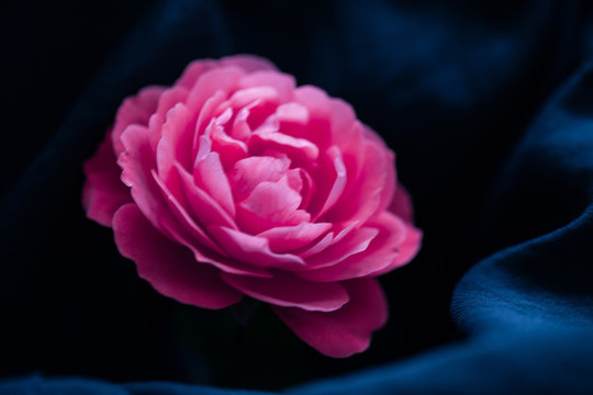 粉色月季花特寫