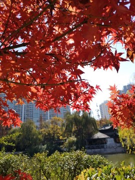 逆光紅葉