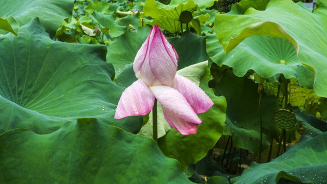 雨后小荷