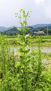 串葉松香草之美