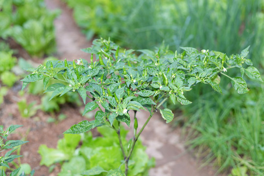 種植辣椒