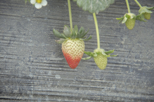 牛奶草莓