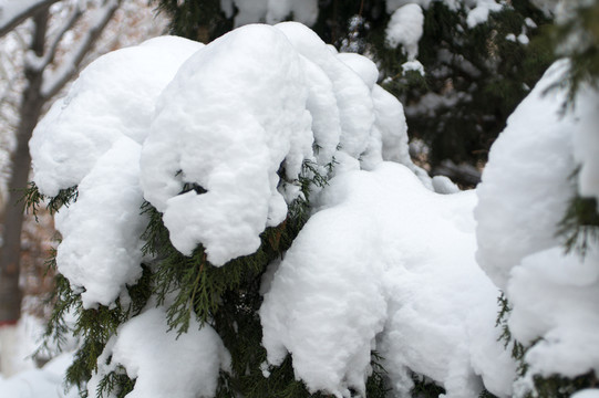 積雪