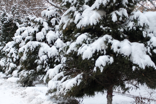 雪景風(fēng)光