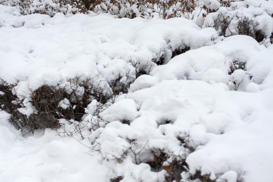 大雪