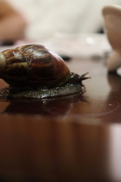 是蝸牛啊