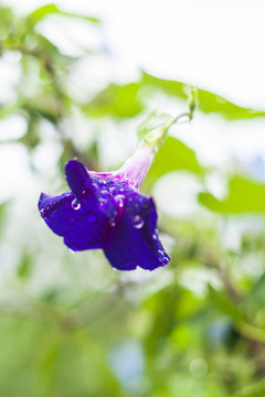 雨中的喇叭花