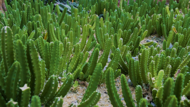 帶刺植物