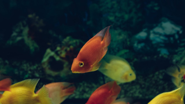 金魚