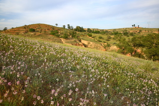 野韭菜花