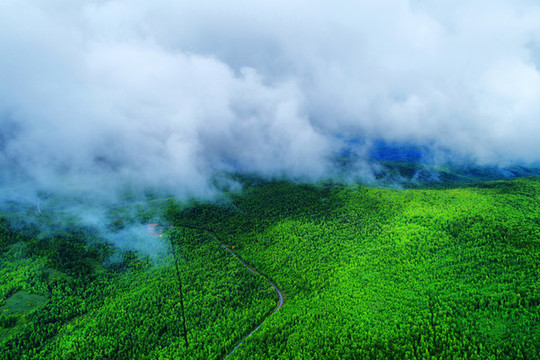 茂密林海云霧