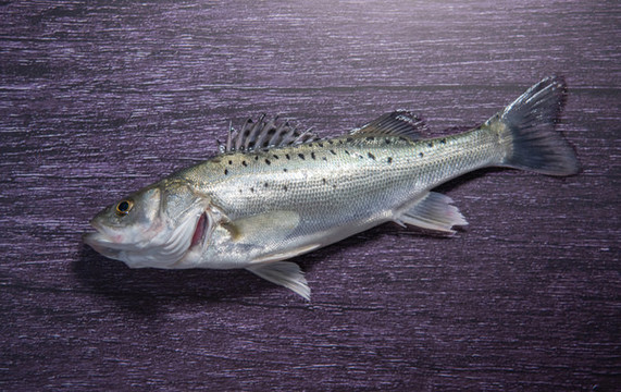海鱸魚(yú)