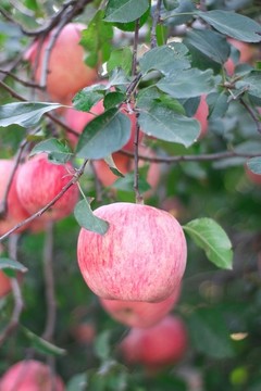 紅富士蘋果樹