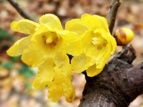 臘梅花